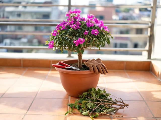 How to Prune Bougainvillea: When, How Much, and Where to Cut