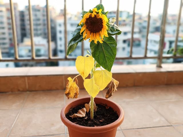 Yellow Leaves on Sunflowers: Causes and What to Do