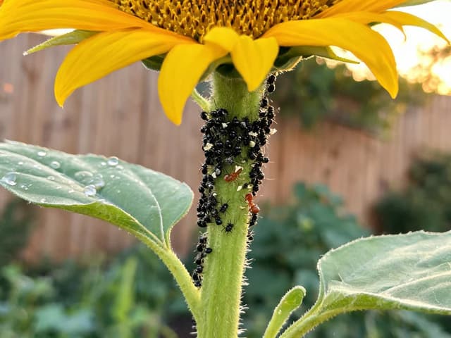 Bugs on Sunflowers: What They Are and What to Do