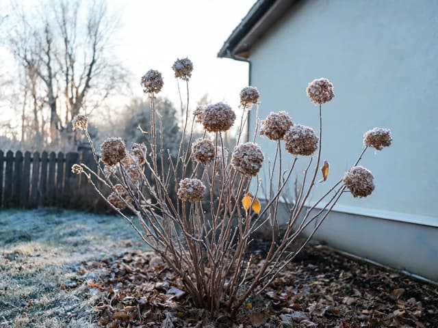 Snese hortenzie mráz? Zimní péče, abyste nepřišli o květy