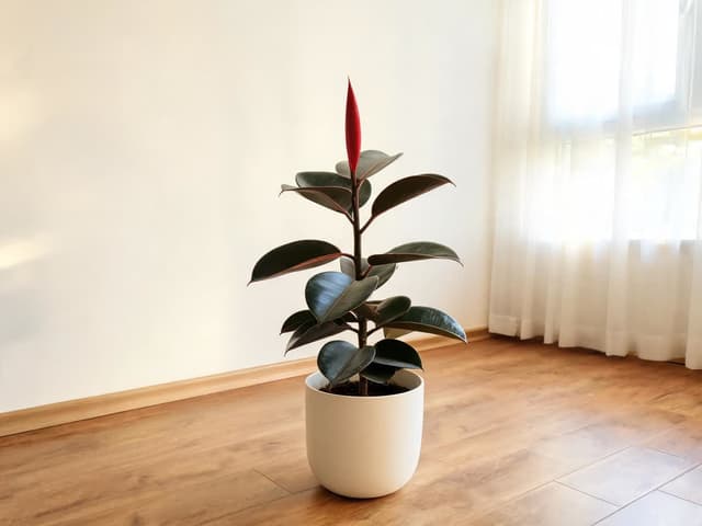 Květe fíkus pryžodárný? Kde najít květ a co je červený obal