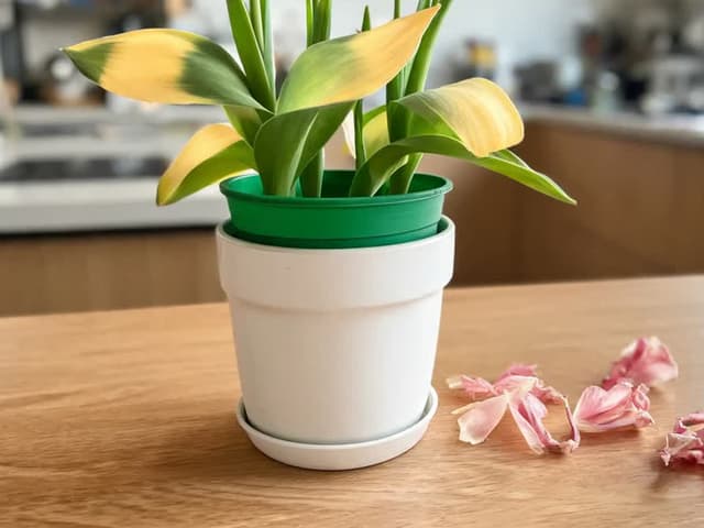 Tulipán so žltými listami: je to normálne alebo ide o problém?