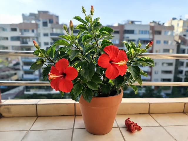 Kā kopt hibisku: saule, laistīšana, mēslojums un apgriešana ziedēšanai