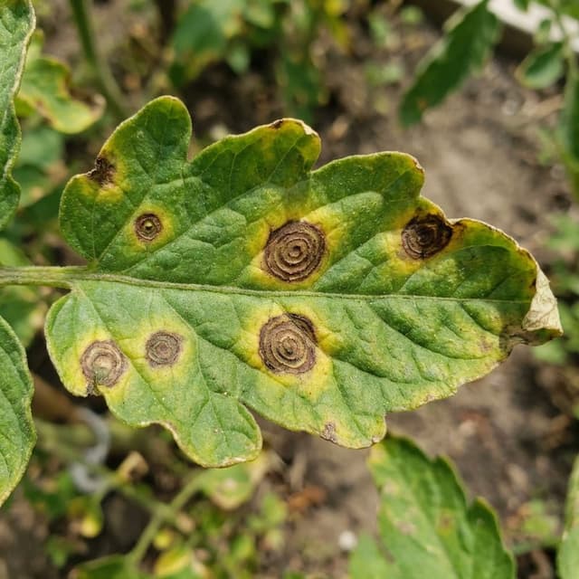 Mancha Foliar de Alternaria