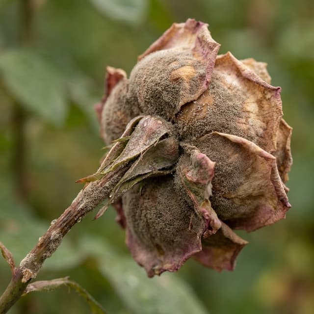 Mofo Cinzento (Botrytis)