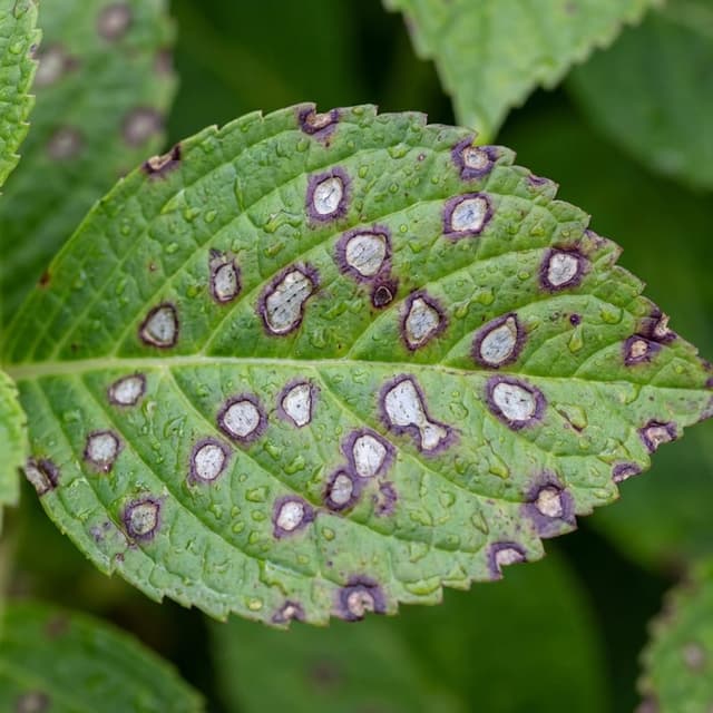Mancha de Cercospora