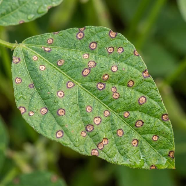 Mancha foliar de Cercospora