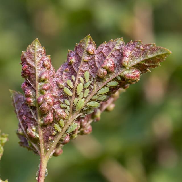 Currant Aphid