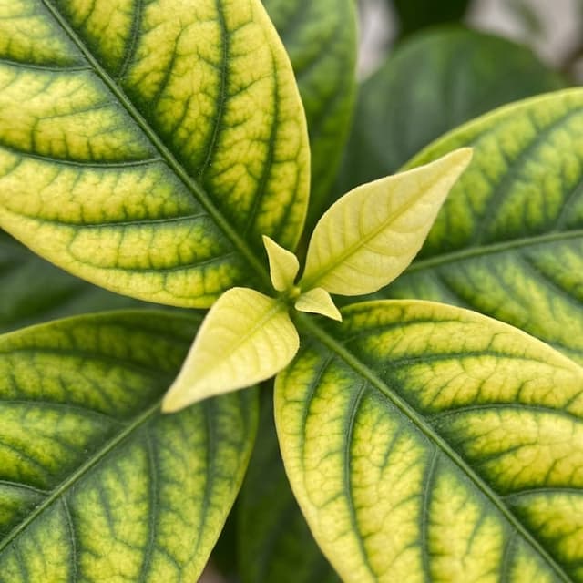 Deficiencia de Hierro