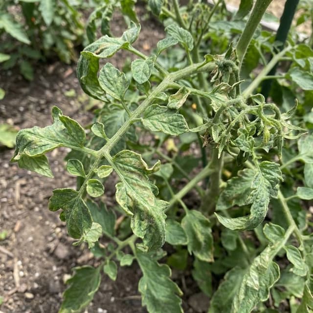 Vírus do Enrolamento das Folhas