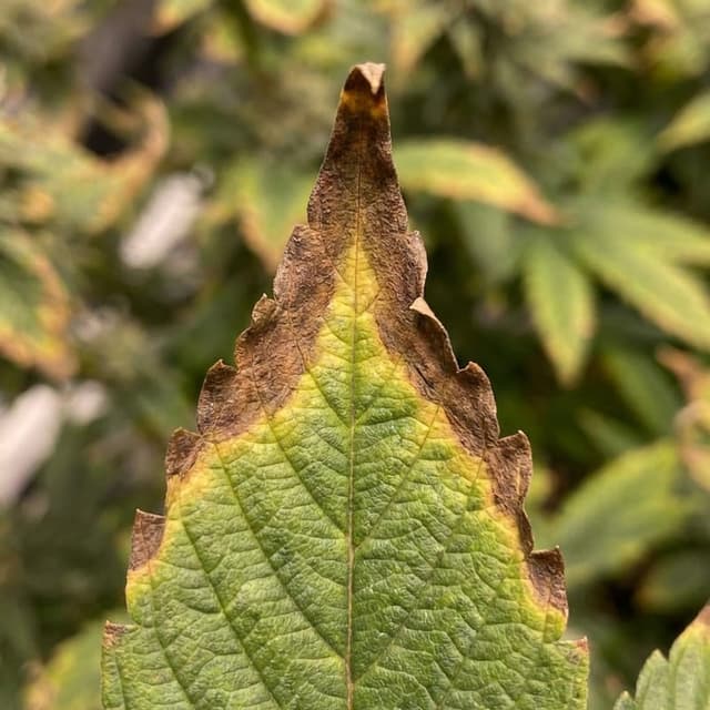 Necrose das Pontas das Folhas