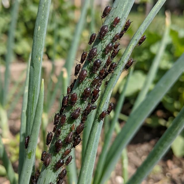 Onion Aphid