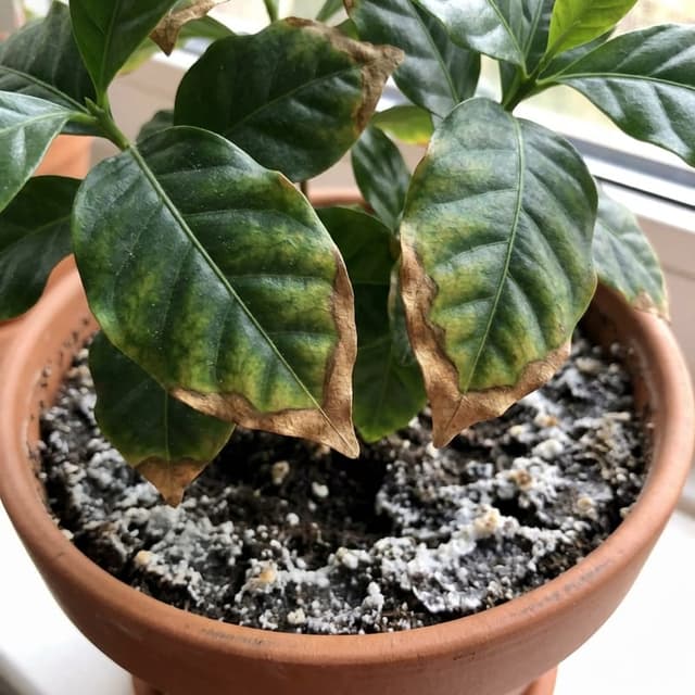 Excesso de Fertilização