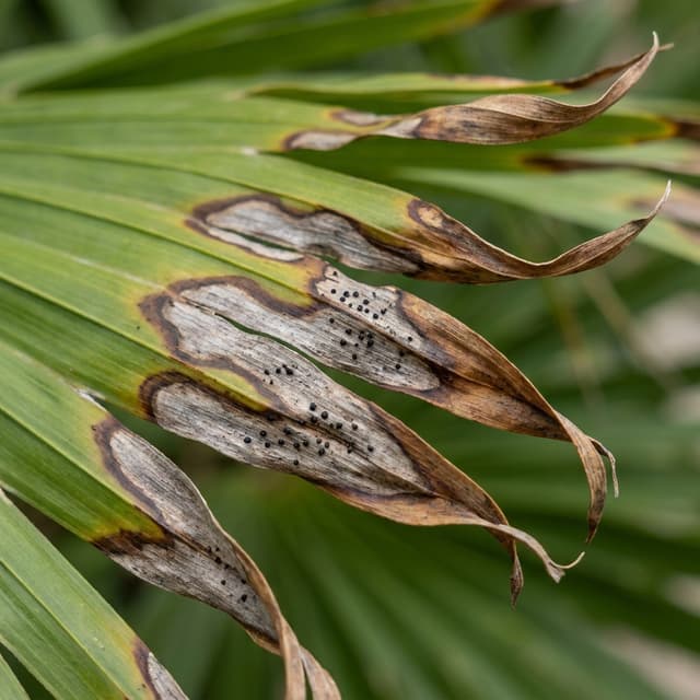 Pestalotiopsis Leaf Spot