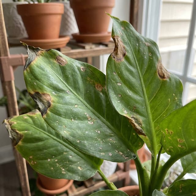 Pesticide Damage