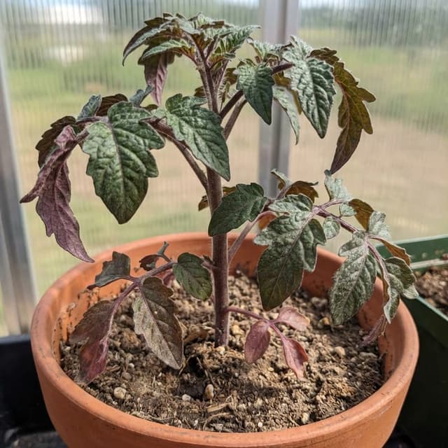 Deficiência de Fósforo