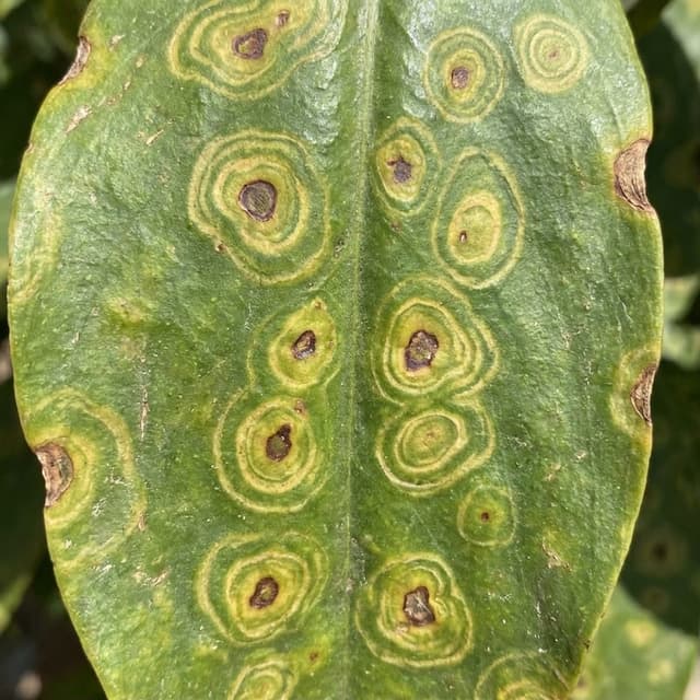 Vírus da Mancha Anular