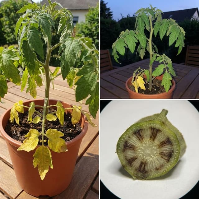 Murcha de Verticillium