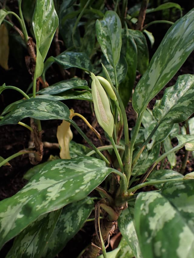 Aglaonema