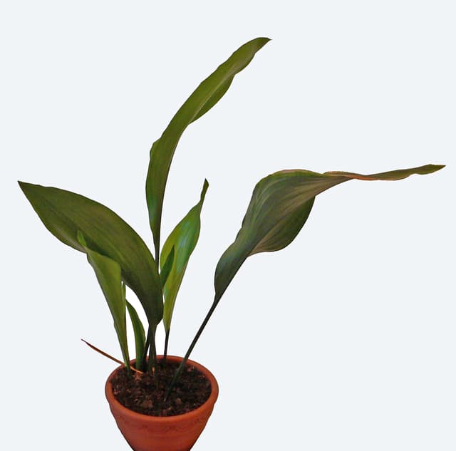 Aspidistra