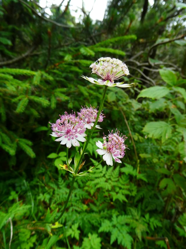 Great Masterwort