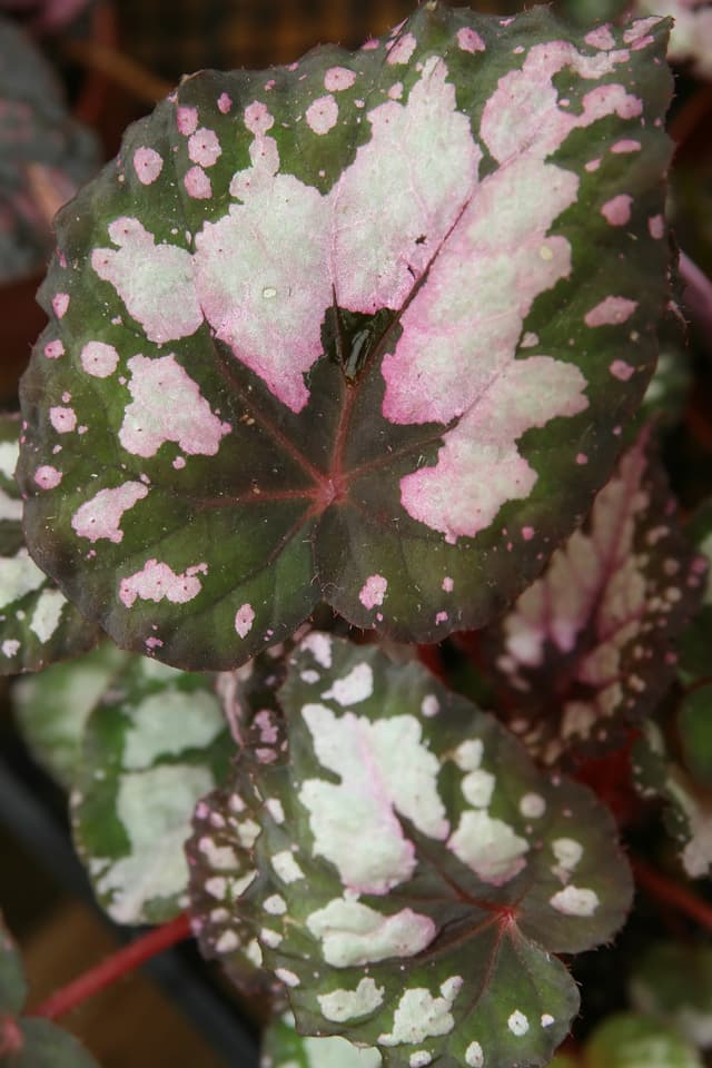 Begonia Rex