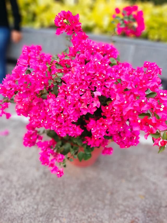 Bougainvillea
