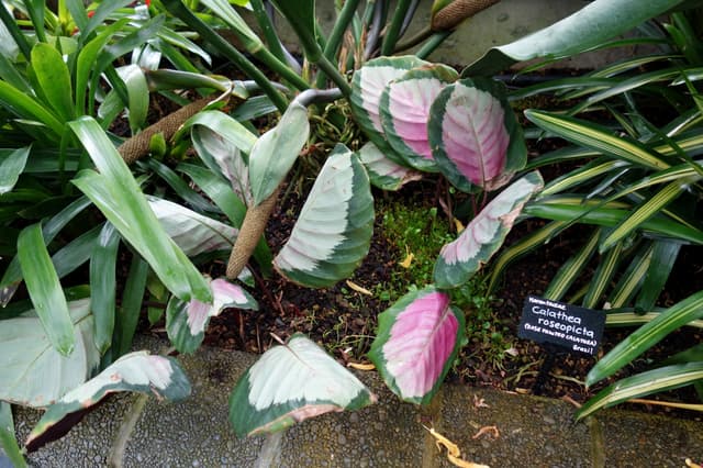 Calathea-rosa