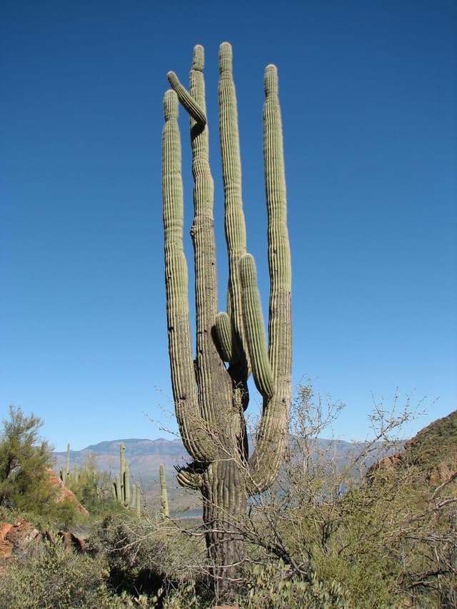 Sahuaro