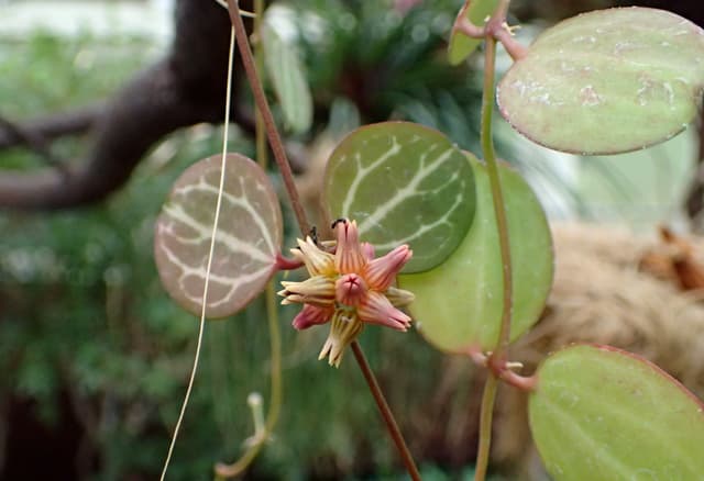 Dischidia Pastèque