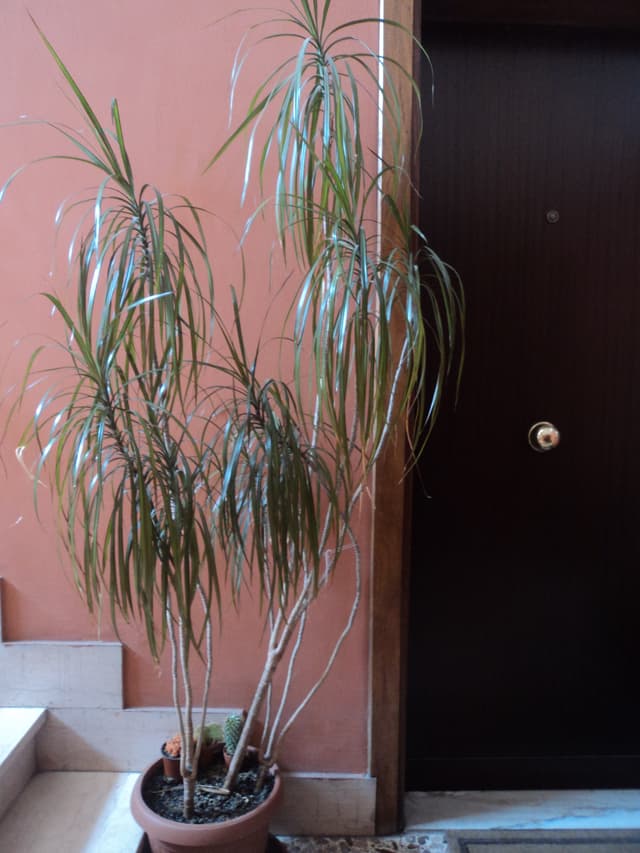 Dracena Marginata