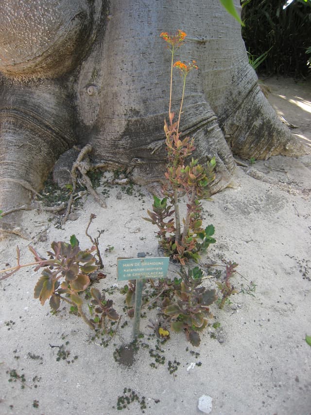 Flikkalanchoe