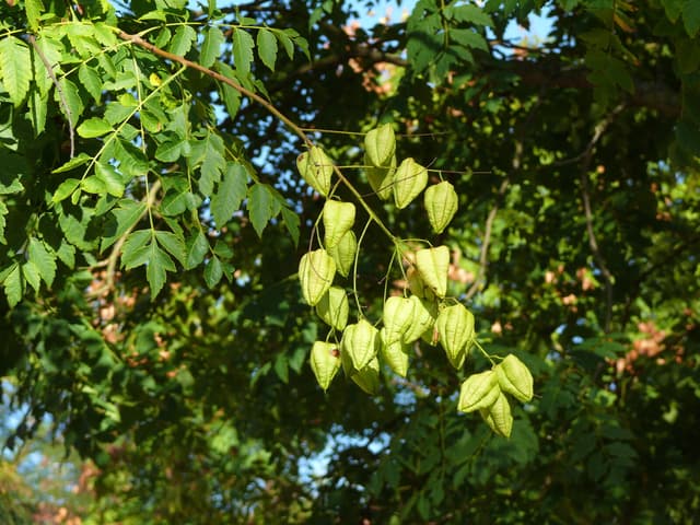 Golden Rain Tree