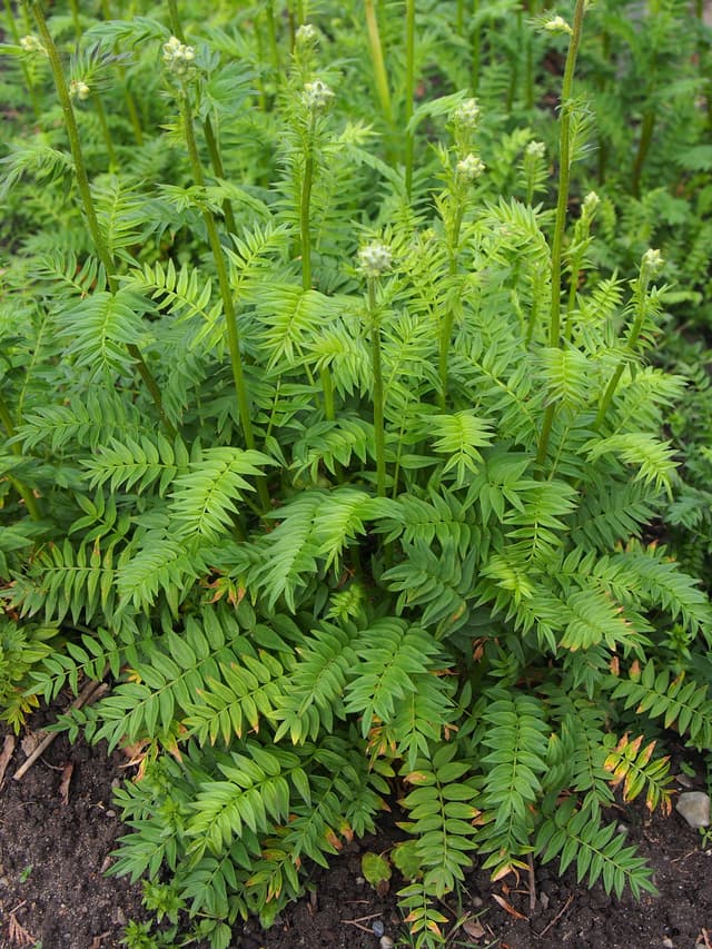 Lehtosinilatva