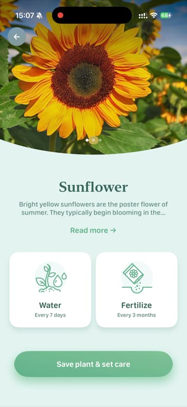 Ficha del girasol con cuidados en Blossom