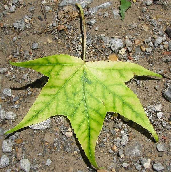 Foglia con tessuto giallo tra le venature e venature ancora verdi, tipico disegno di clorosi