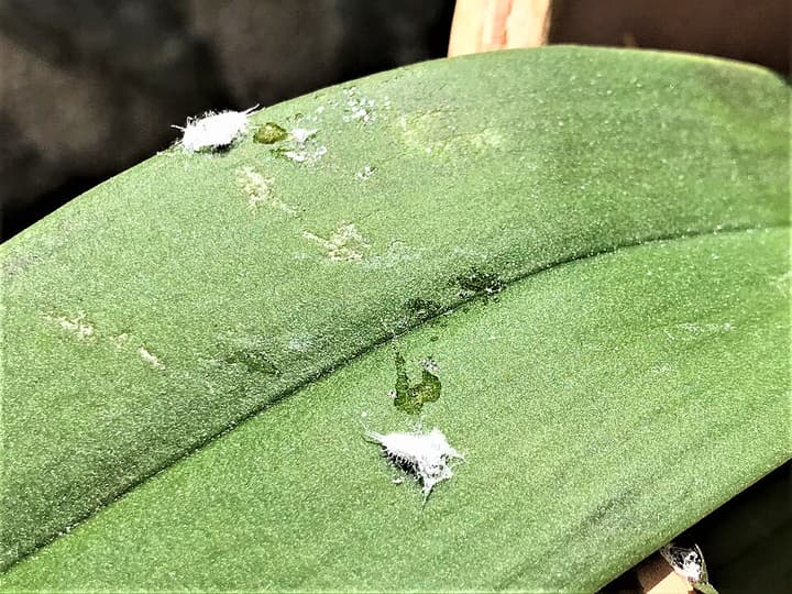 Hvide uldlus på bladet af en stueplante: ovale kroppe dækket af voks med tråde langs kanten