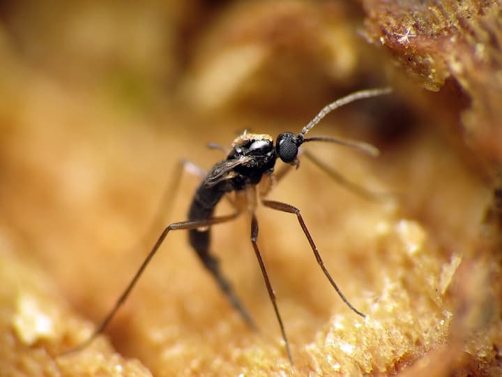 Vuxen sorgmygga (Sciaridae) på fuktigt organiskt material, med långa antenner och tunna ben