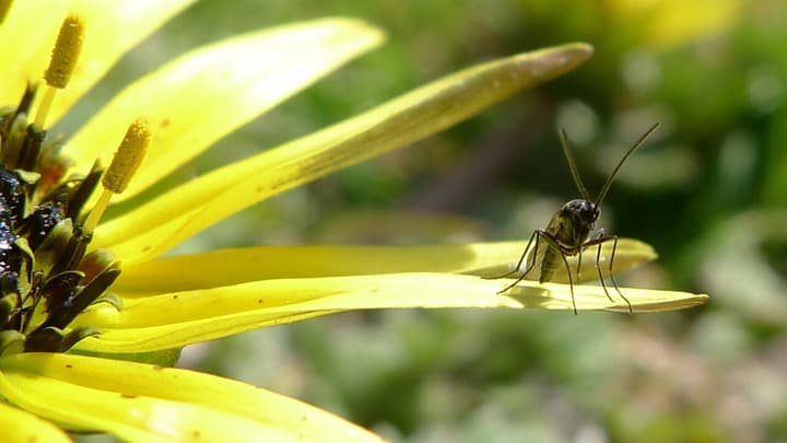 Mosquitinho-de-fungo adulto pousado, com pernas e antenas longas