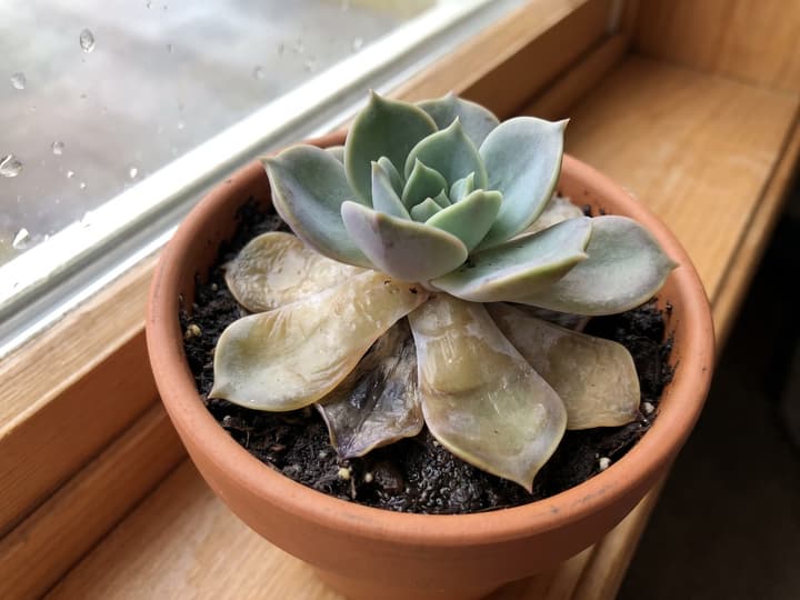 Sukulente nega: Echeveria s spodnjimi listi, ki so prosojni in mehki zaradi preveč vode