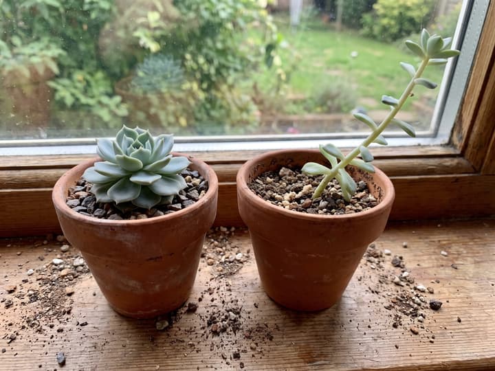 Pozsgások gondozása: két növény egymás mellett, az egyik kompakt, a másik megnyúlt, hosszú szárral és ritkás levelekkel