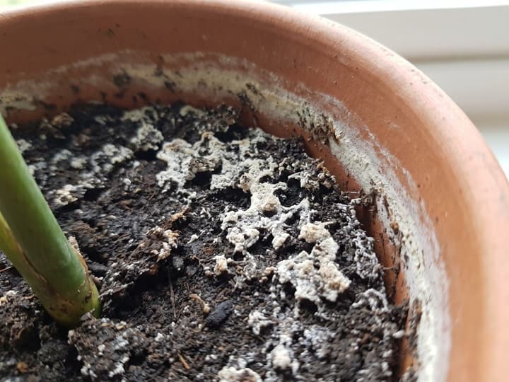 Crosta branca de sal de adubo na superfície da terra e na borda interna de um vaso de barro