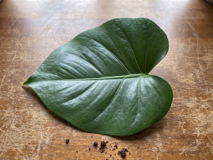 A single indoor plant leaf centered and focused on a table, showing the correct framing for identification apps