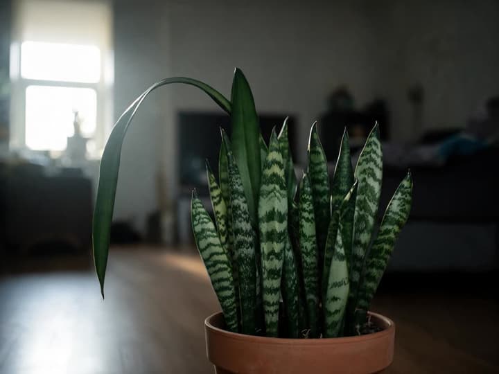 Espada-de-são-jorge com pouca luz num vaso de barro: as folhas antigas são curtas, firmes e com faixas claras, e uma folha nova, comprida e verde-escura, tomba em direção à janela