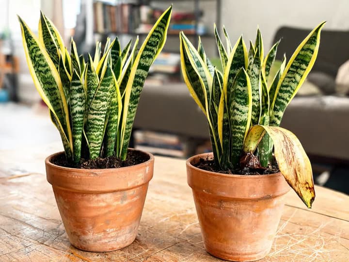 Två likadana terrakottakrukor med svärmorstunga 'Laurentii': till vänster fasta blad med tydlig gul kant; till höger ett främre blad helt gult med fläckar, mörk bas och nedvikt
