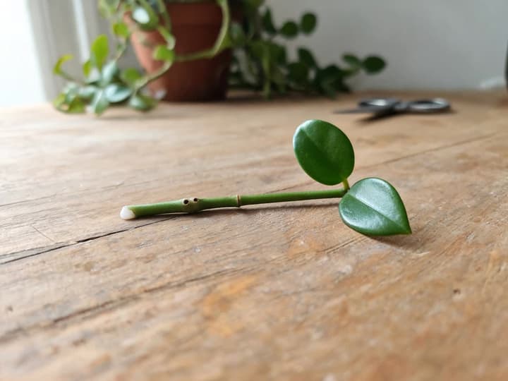 Estaca de flor-de-cera pronta sobre a mesa: um par de folhas no nó de cima e o nó de baixo já sem folhas, com o corte logo abaixo dele