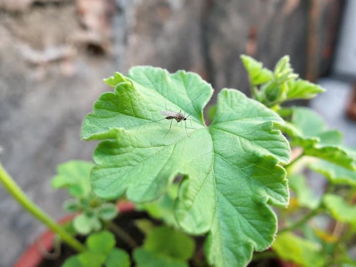 Mosquito pousado na folha de uma planta vendida como repelente de mosquito, em vaso no quintal