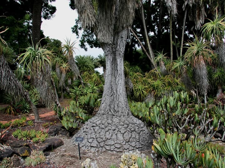 Pied d'éléphant adulte planté dans un jardin de plantes de climat sec, avec une base de tronc très large et fissurée en plaques, s'affinant vers un tronc haut