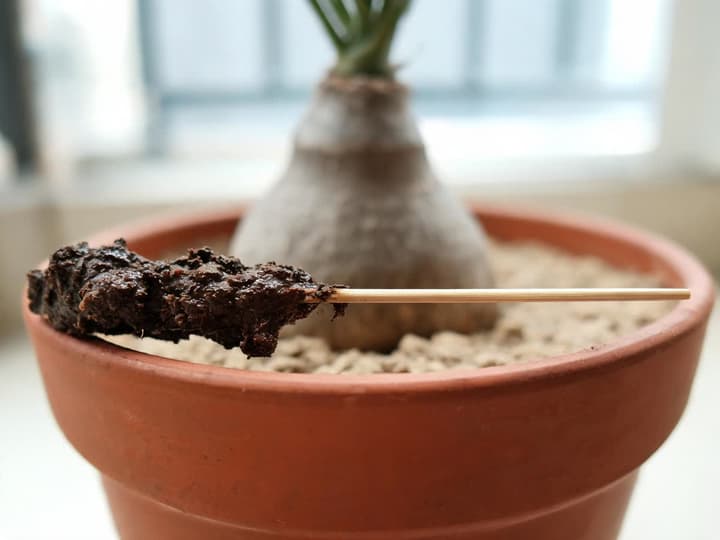 Trästicka som vilar mot krukkanten på en flasklilja, med den ena änden täckt av mörk, fuktig jord och den andra änden ren, ovanpå den ljusa och torra jorden vid ytan