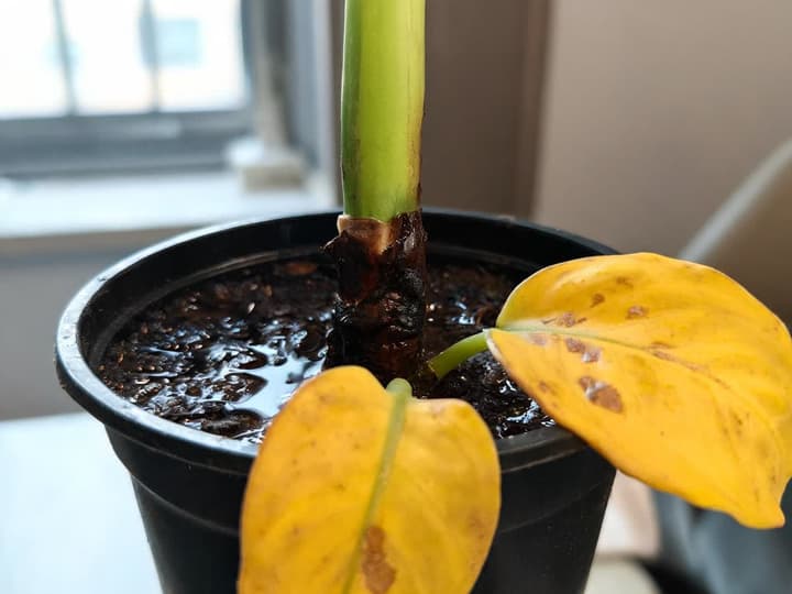 Base del fusto della dieffenbachia scura e inzuppata a filo del terriccio bagnato, con due foglie inferiori gialle e molli ricadenti sul bordo del vaso
